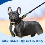Close up of Kazazoo martingale collar buckle and fabric