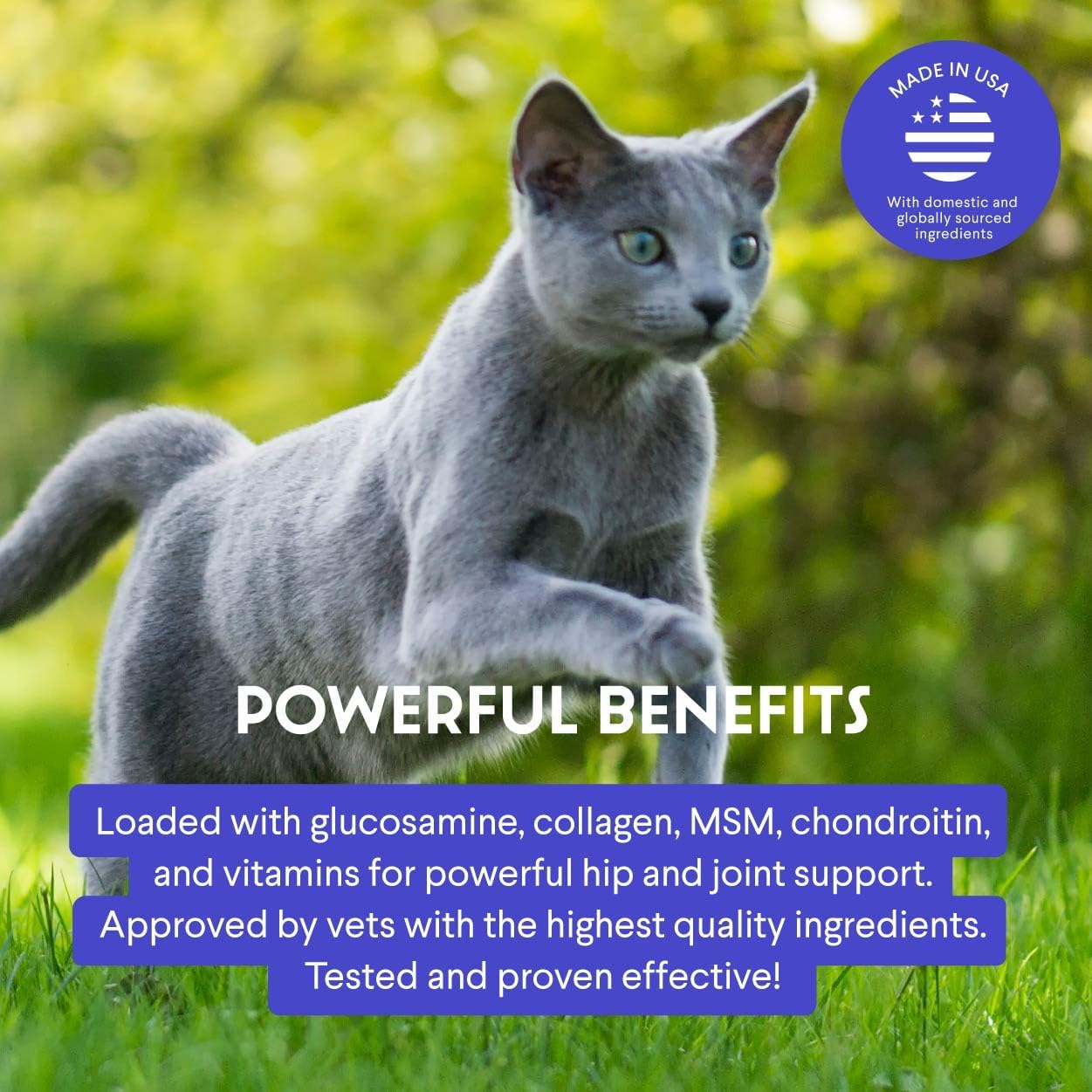 Healthy cat leaping for joy representing joint mobility