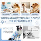 Dog wearing ExploreU surgical recovery suit showing back coverage