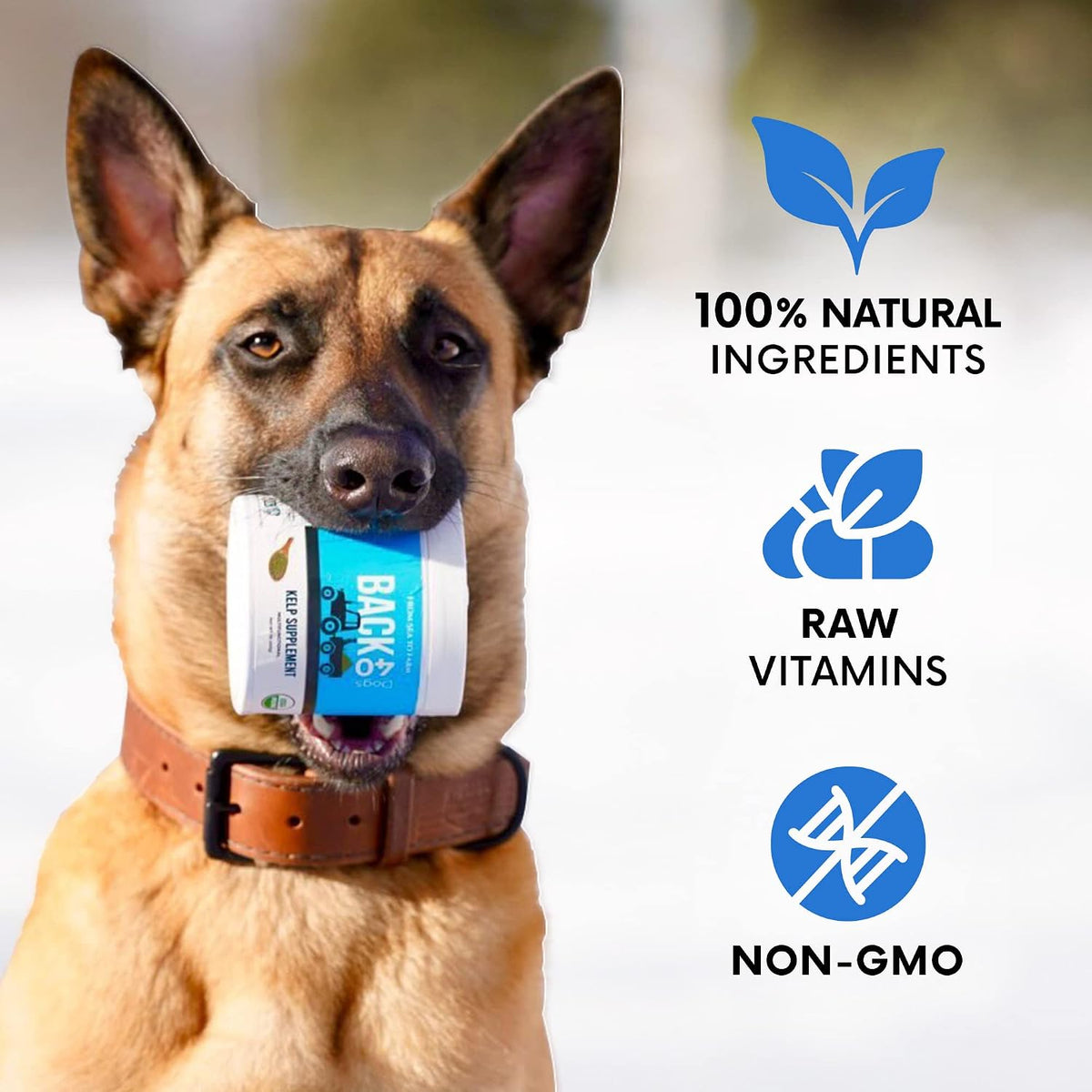Back 40 Dogs organic kelp powder packaging size reference