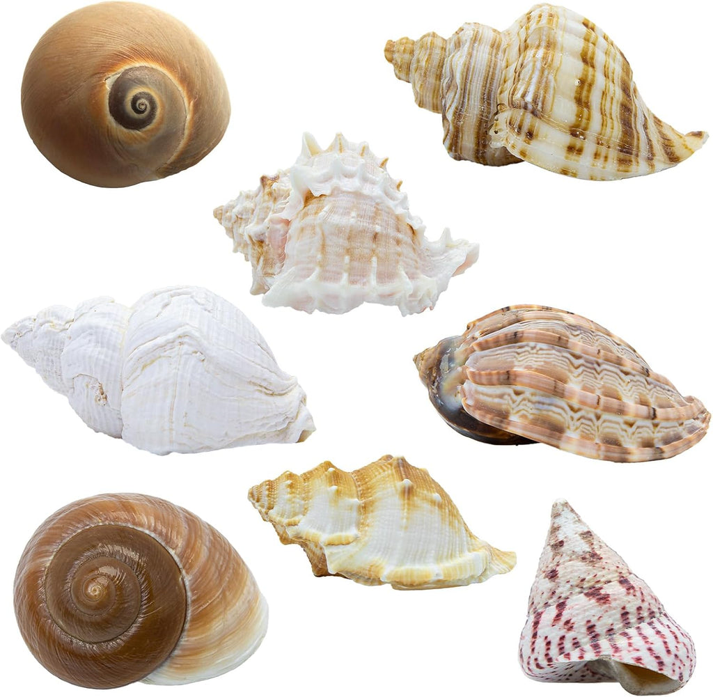 Medium and large natural conch shells showing various aperture sizes for crabs