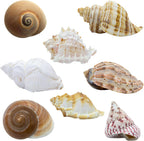Medium and large natural conch shells showing various aperture sizes for crabs