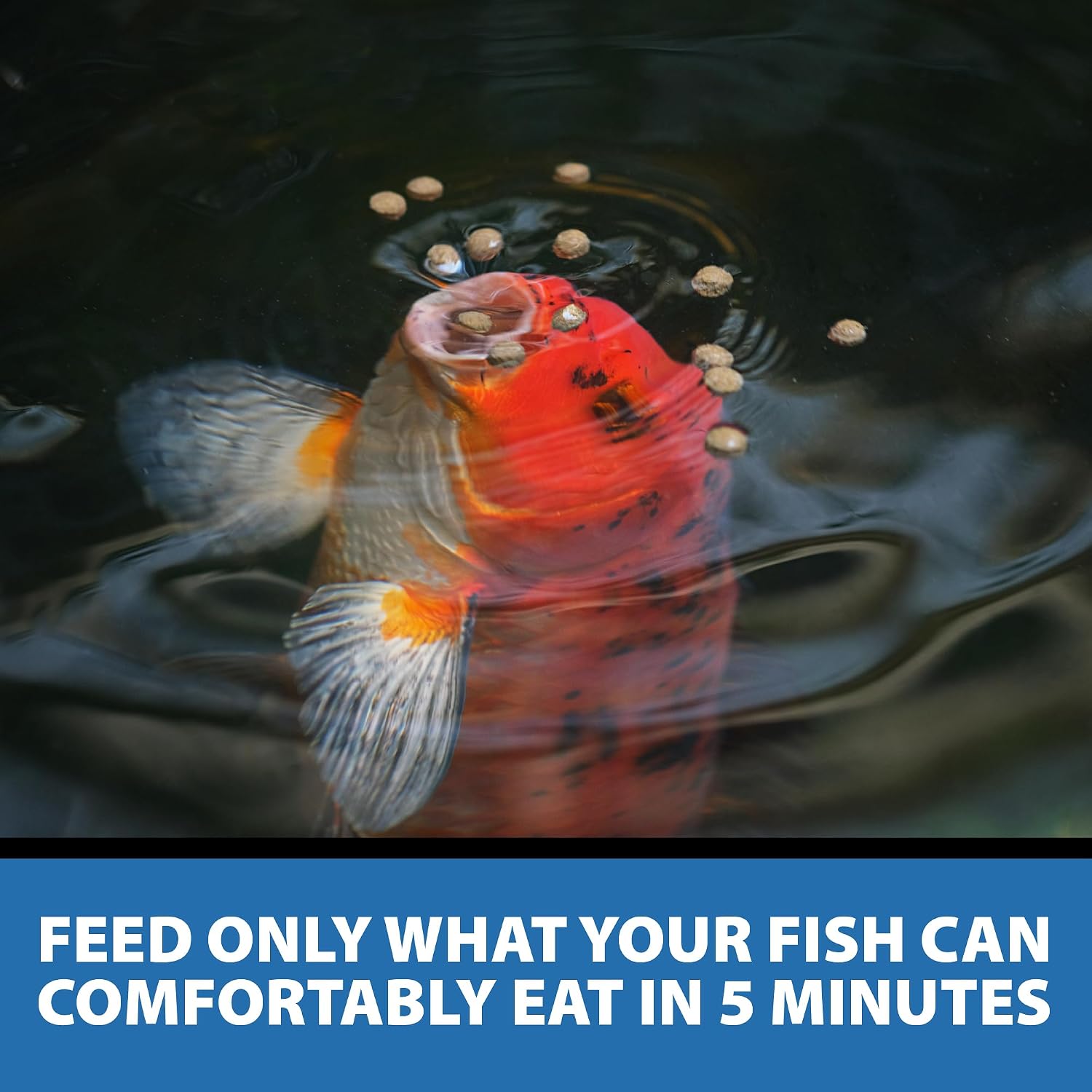 CrystalClear Staple Pond Fish Food for Healthy Koi & Goldfish, Protein Packed Floating Pellets for Summer Nutrition, Easy Digestion, 2.2 Pound Bag - Image 9