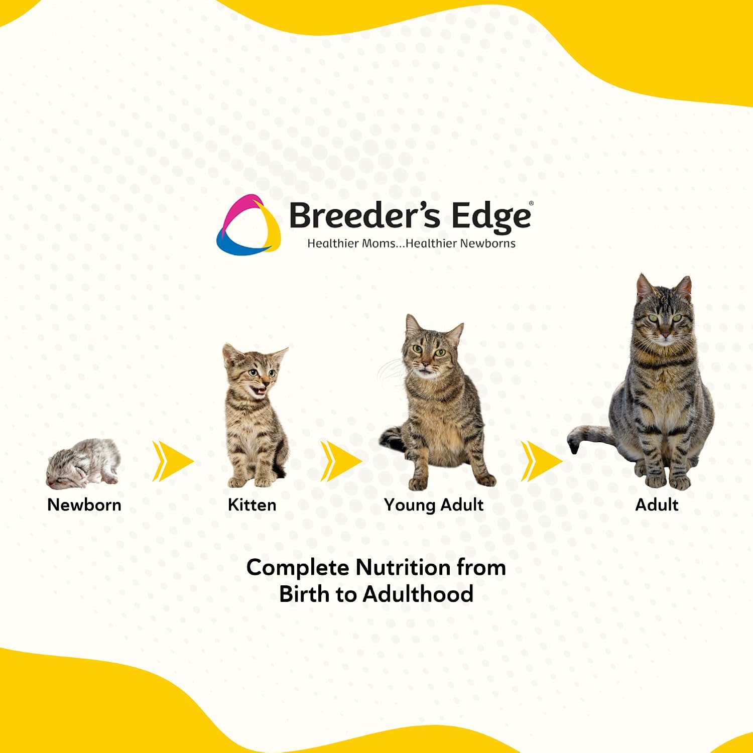 Breeder's Edge Foster Care Feline milk replacer for newborn kitten nursing