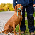 Higo Dog Head Collar fitted accurately on a small training puppy