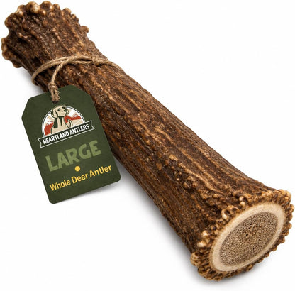 Heartland Antlers Whole Deer Antler dog chew front view authentic USA imported