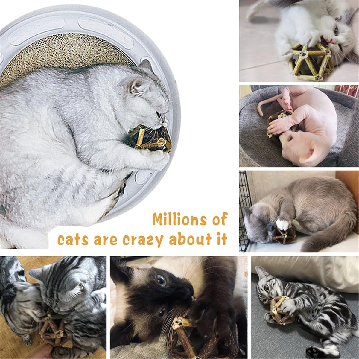 Cat playing with Gochanmon natural molar tool