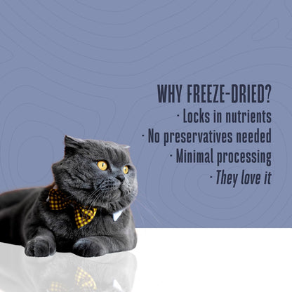 Close up of freeze dried salmon fillet pieces for cats