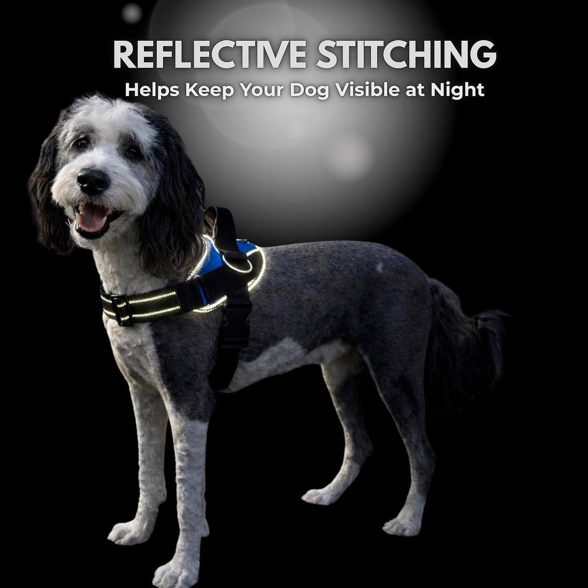 Detailed view of reflective safety elements on pet harness