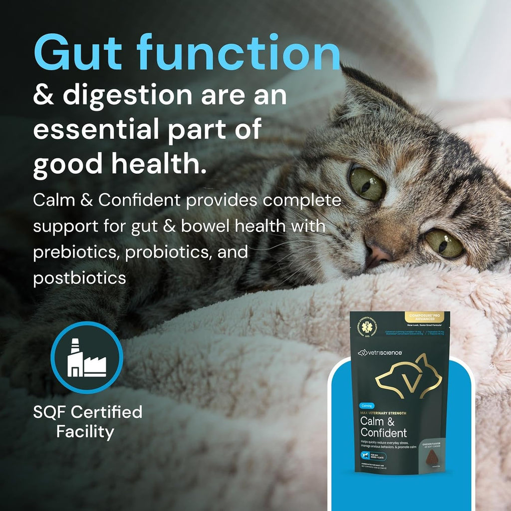 Clinical strength behavior and brain function support soft chews for felines