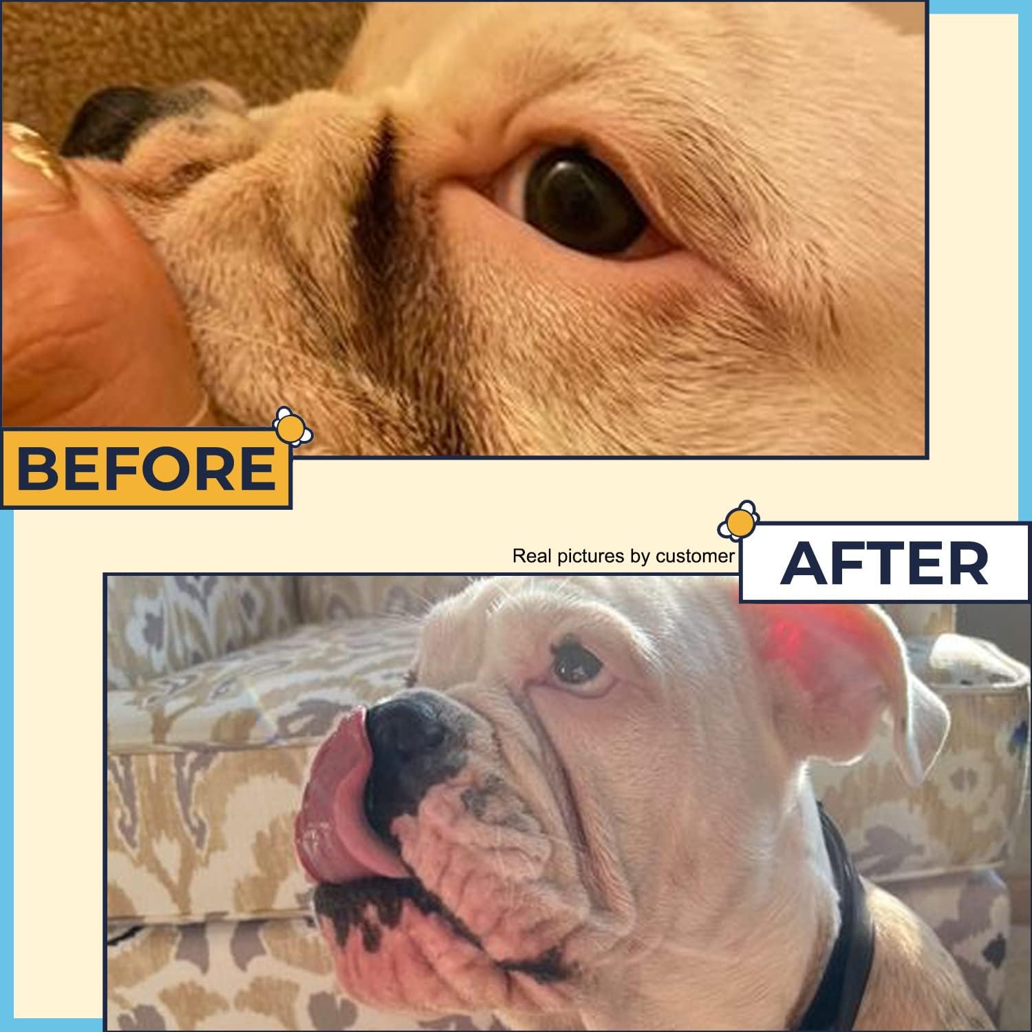 Two Pets And A Half skincare kit for English Bulldog tail pockets