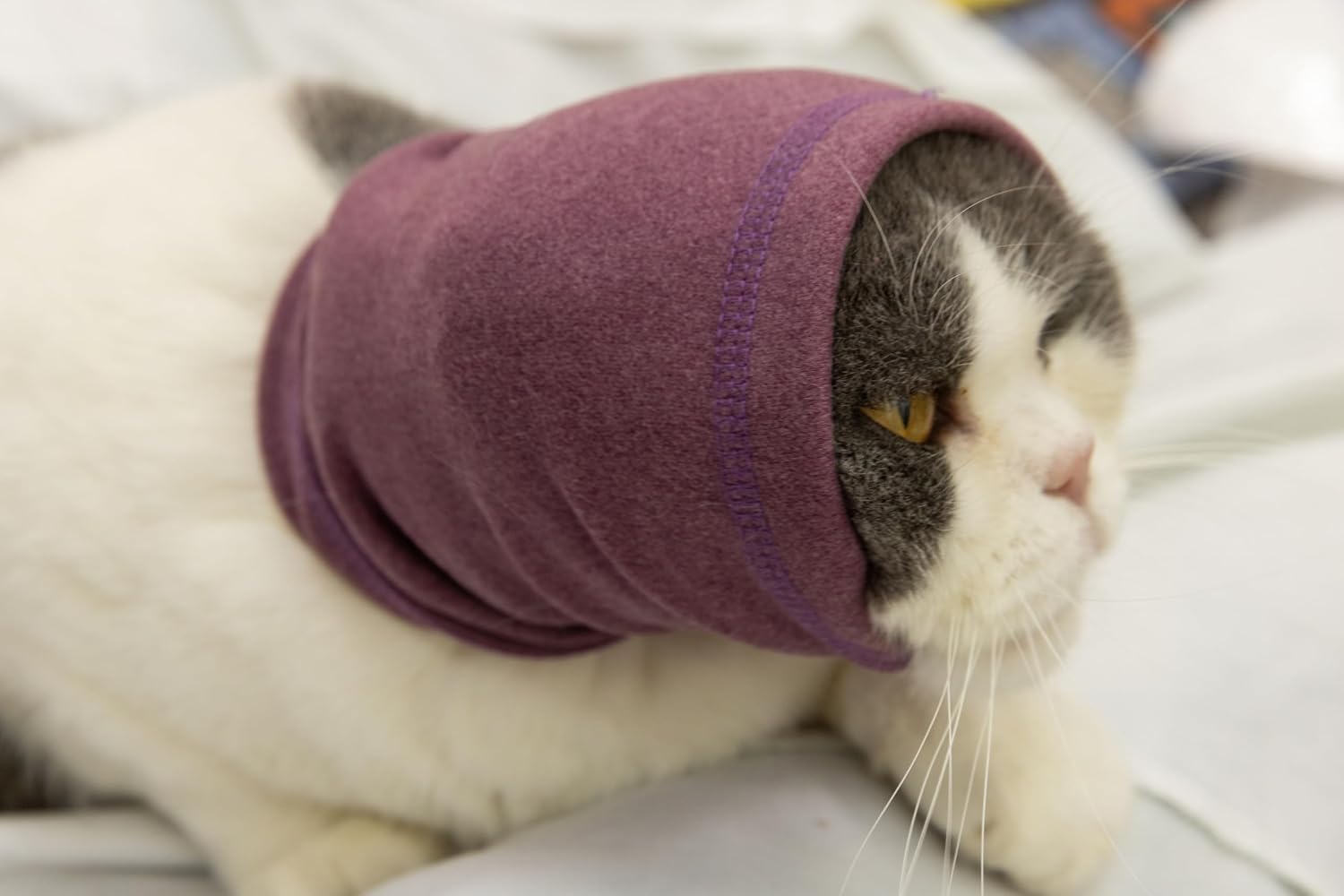 Cat wearing Pail Lilac snood for anxiety relief