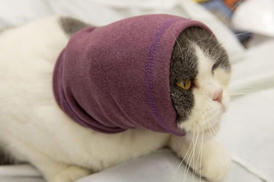 Cat wearing Pail Lilac snood for anxiety relief