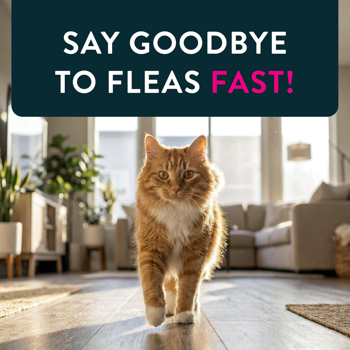 USA imported Capstar oral flea treatment tablets for domestic cats and kittens