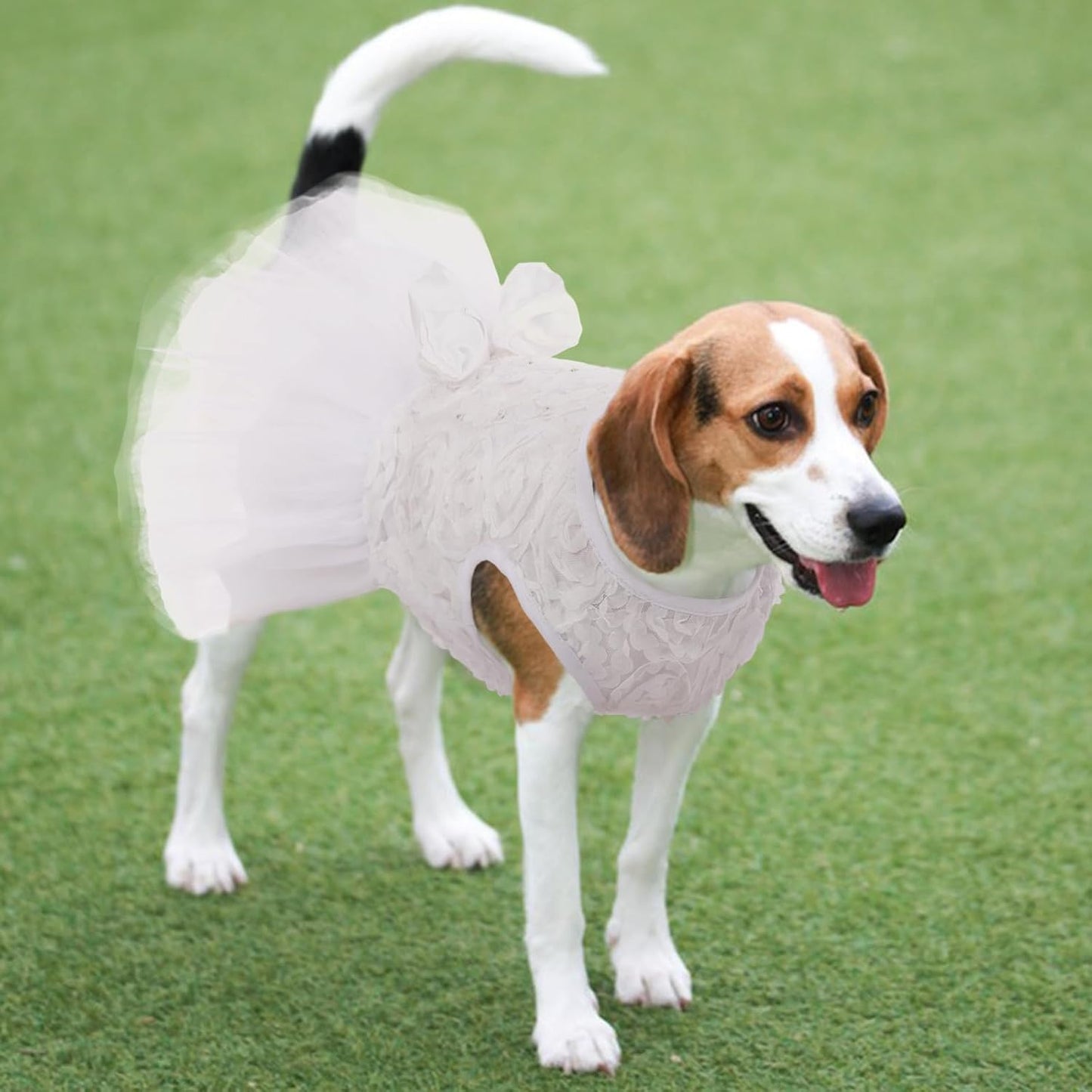 Kuoser retro dog bride attire on a small breed puppy model profile view