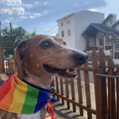 Tinsow Pack of Two Cotton Pride Bandanas spread out flat to show full square dimensions.