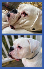 Squishface Silicone Applicator for Dog Wrinkle Paste & Tear Stain Cream - Image 9
