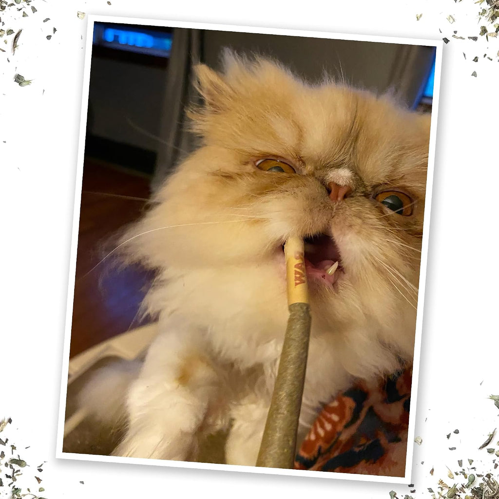 Meowijuana Meowi-Waui Bundle | King Size Catnip Rollies and Meowi-Waui | Hand Harvested and Rolled Dried High Potency Catnip | Grown in North America - Image 9