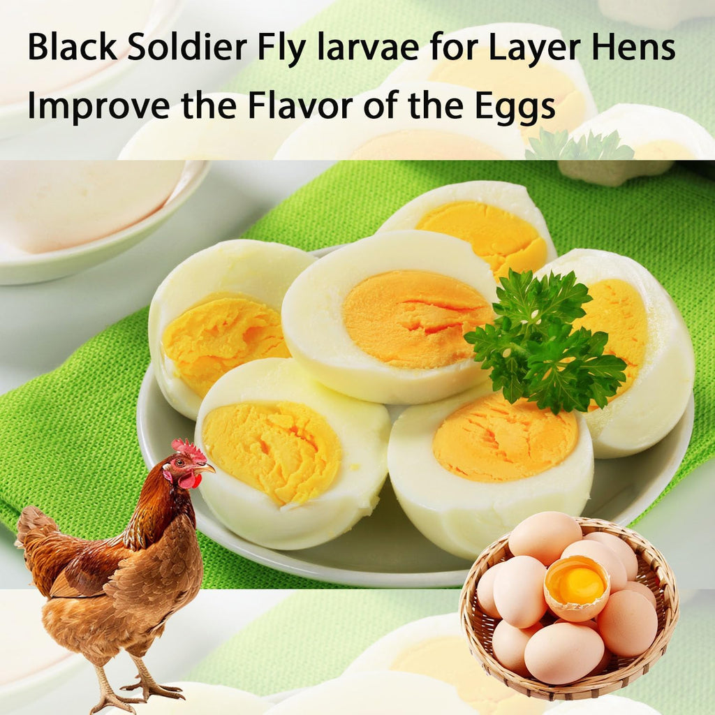 Hatortpet dried black soldier fly larvae package bulk size