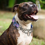 Bohemian floral pattern martingale slip collar on a large breed dog.