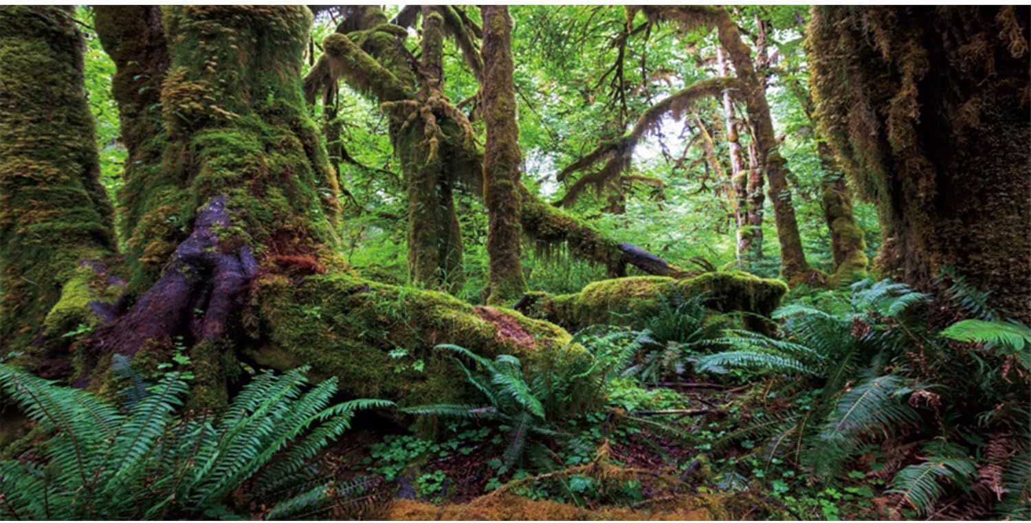AWERT Tropical Forest Terrarium Background front view featuring mossy trees and ferns for reptile habitats.