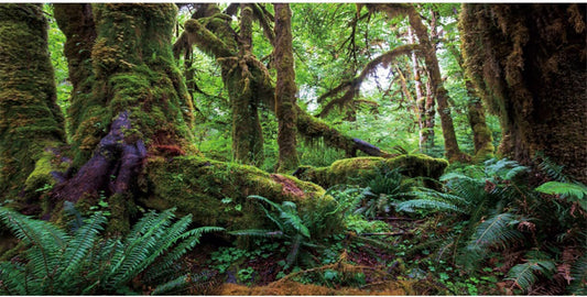 AWERT Tropical Forest Terrarium Background front view featuring mossy trees and ferns for reptile habitats.