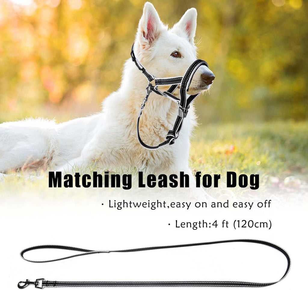 Dog wearing Ohveeca head collar with leash attached