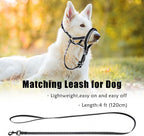 Dog wearing Ohveeca head collar with leash attached