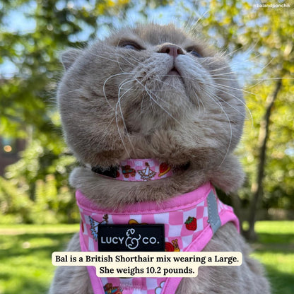 Premium lightweight kitten collar featuring a removable silver jingle bell accessory