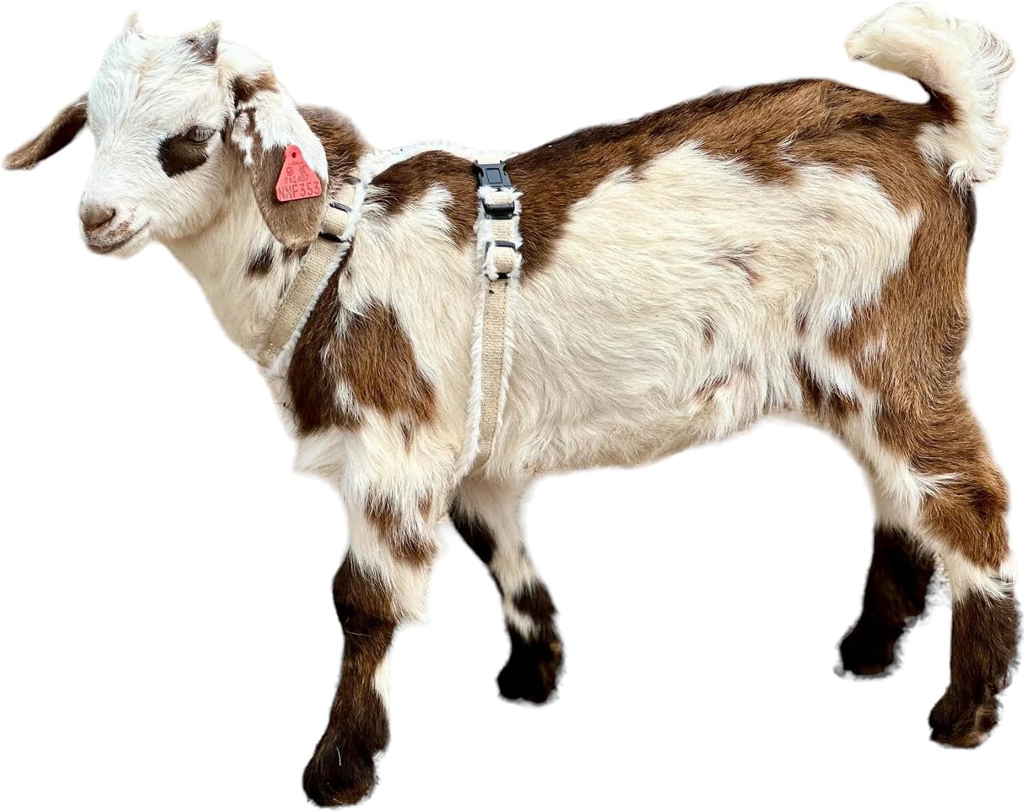 Asatre adjustable hemp goat harness front view