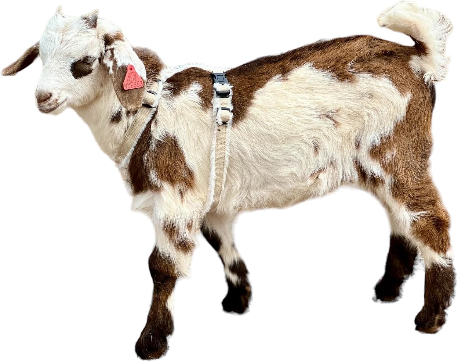Asatre adjustable hemp goat harness front view