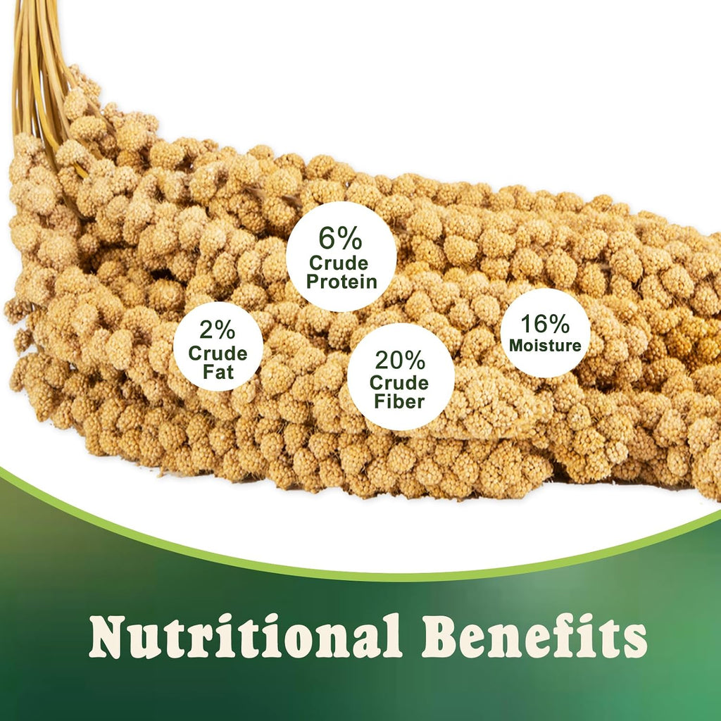 Natural golden sun dried millet sprays in bulk pack