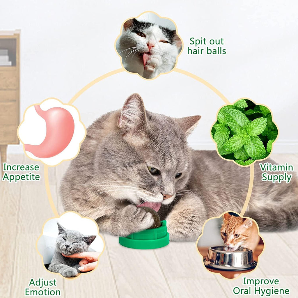 Cat playing with NoNi green catnip wall toy