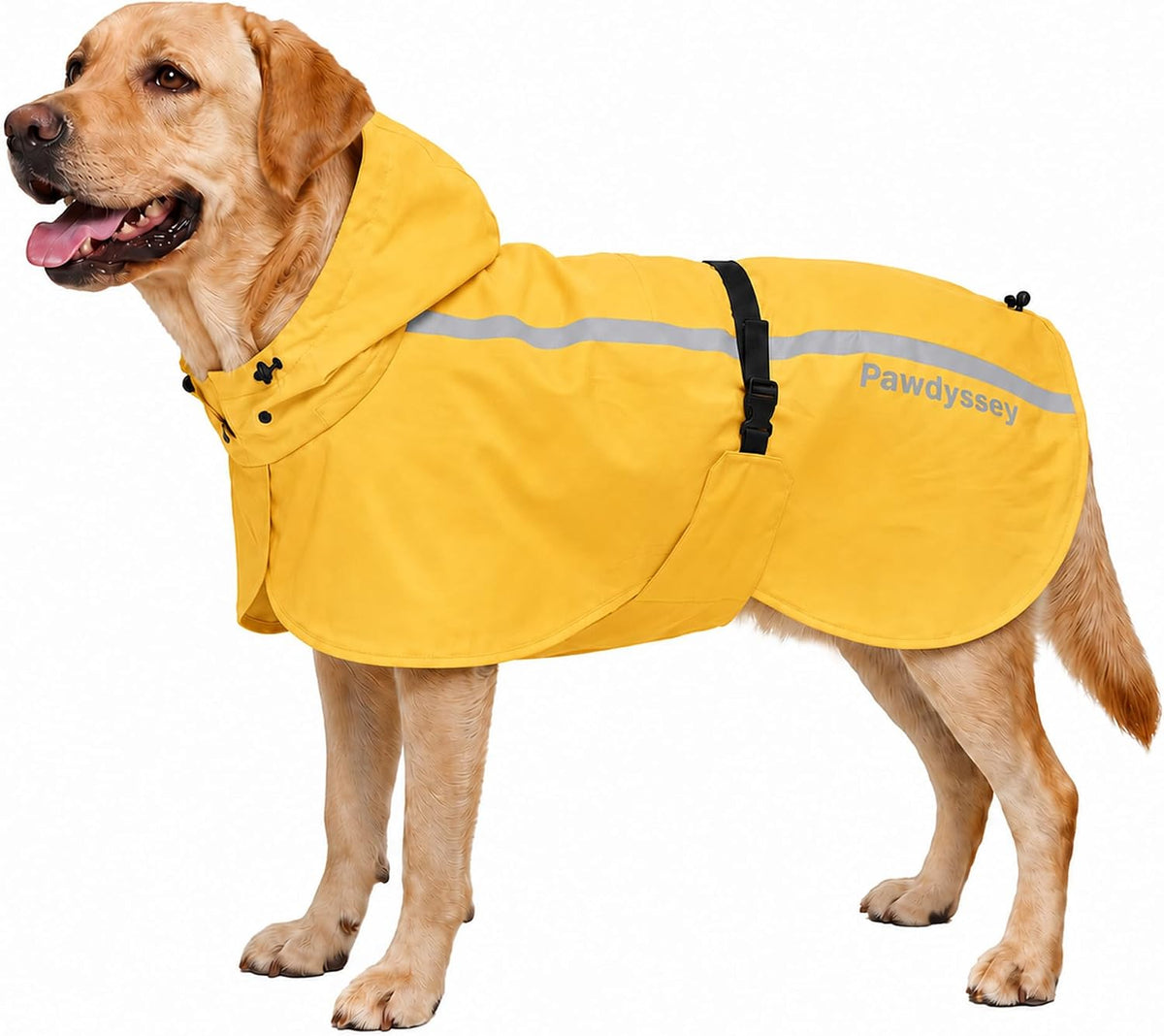 Pawdyssey dog raincoat with hood front view on a large golden retriever.