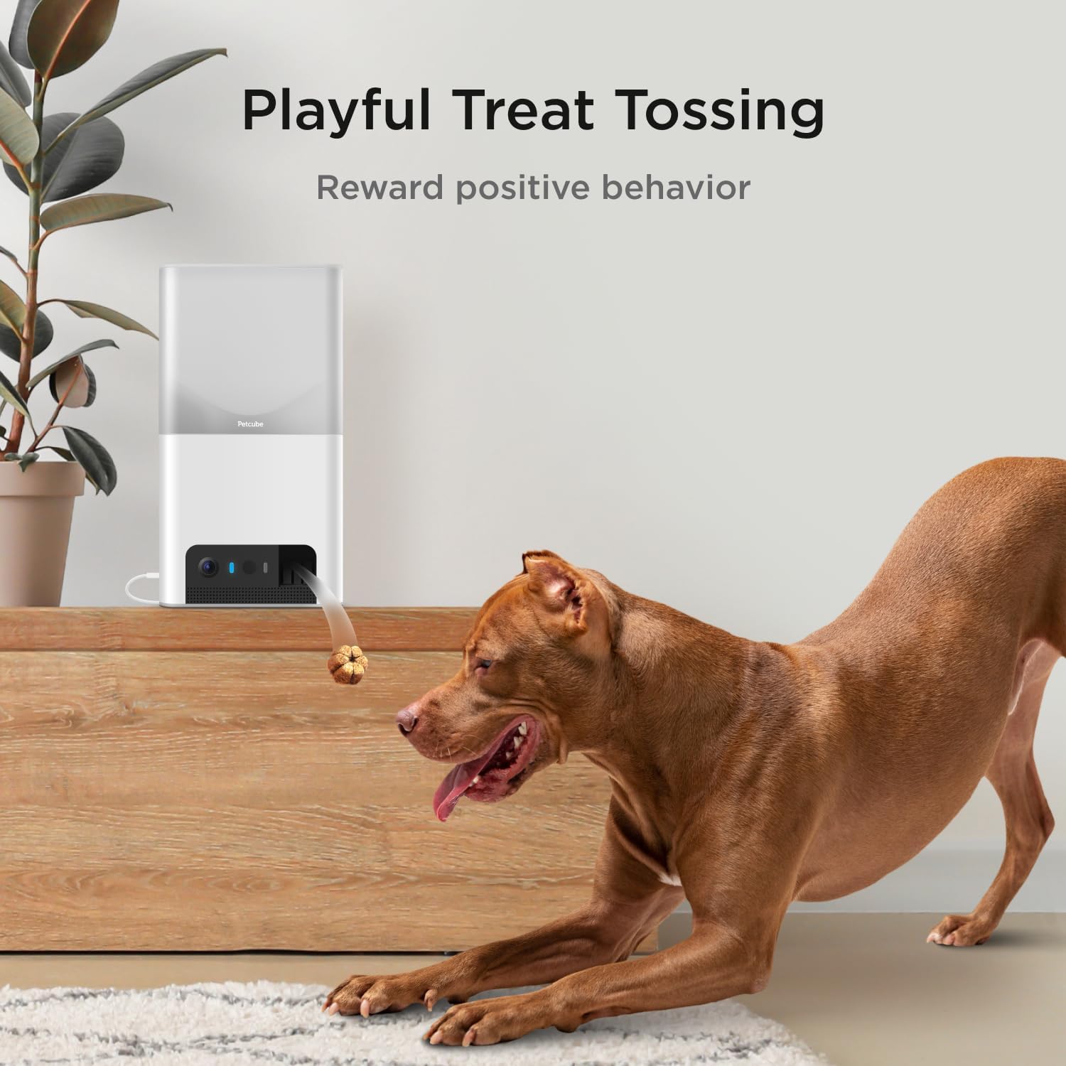 Petcube Bites 2 Lite smartphone application interface showing 1080p HD live feed