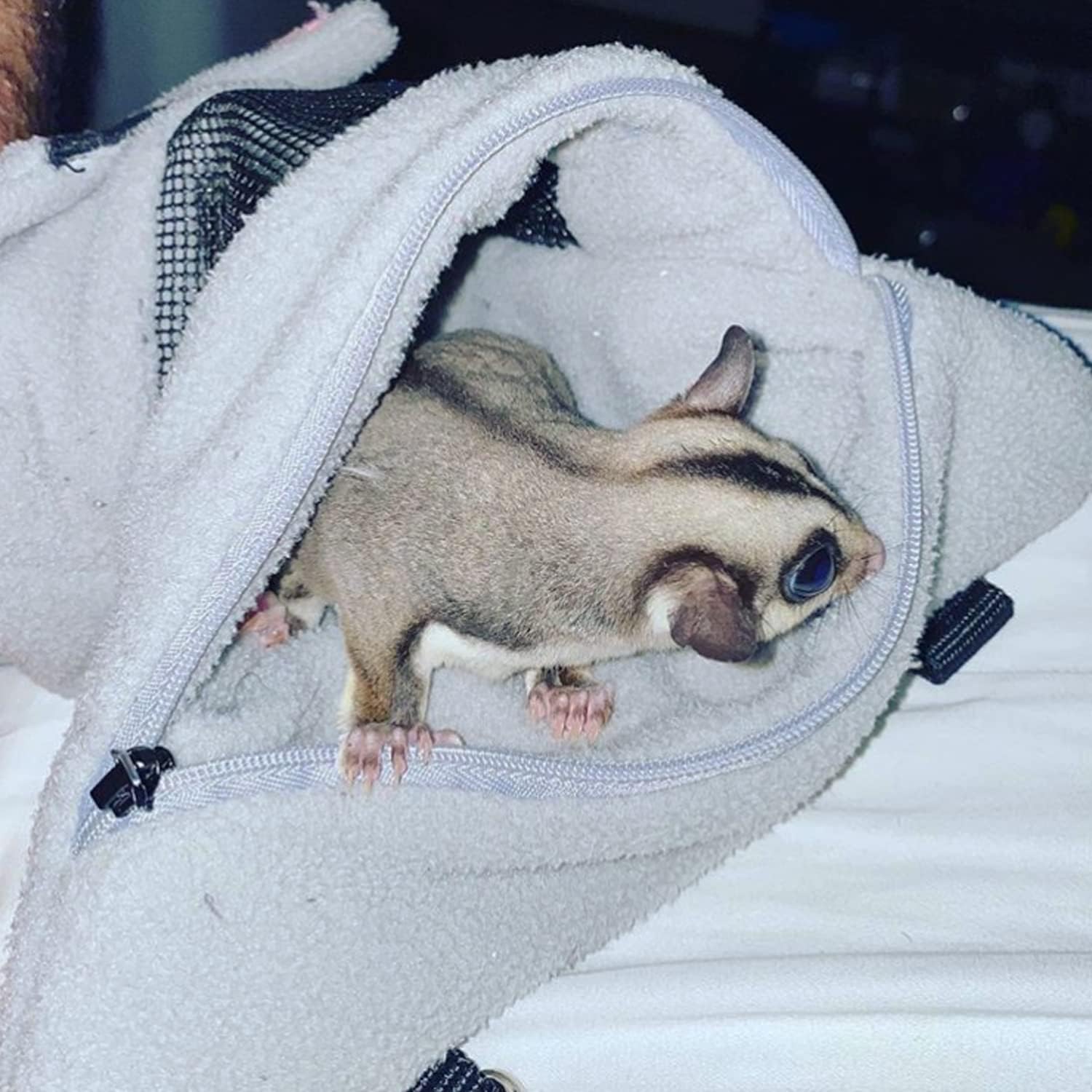 Exotic Nutrition Glider Bonding Pouch hanging inside pet cage
