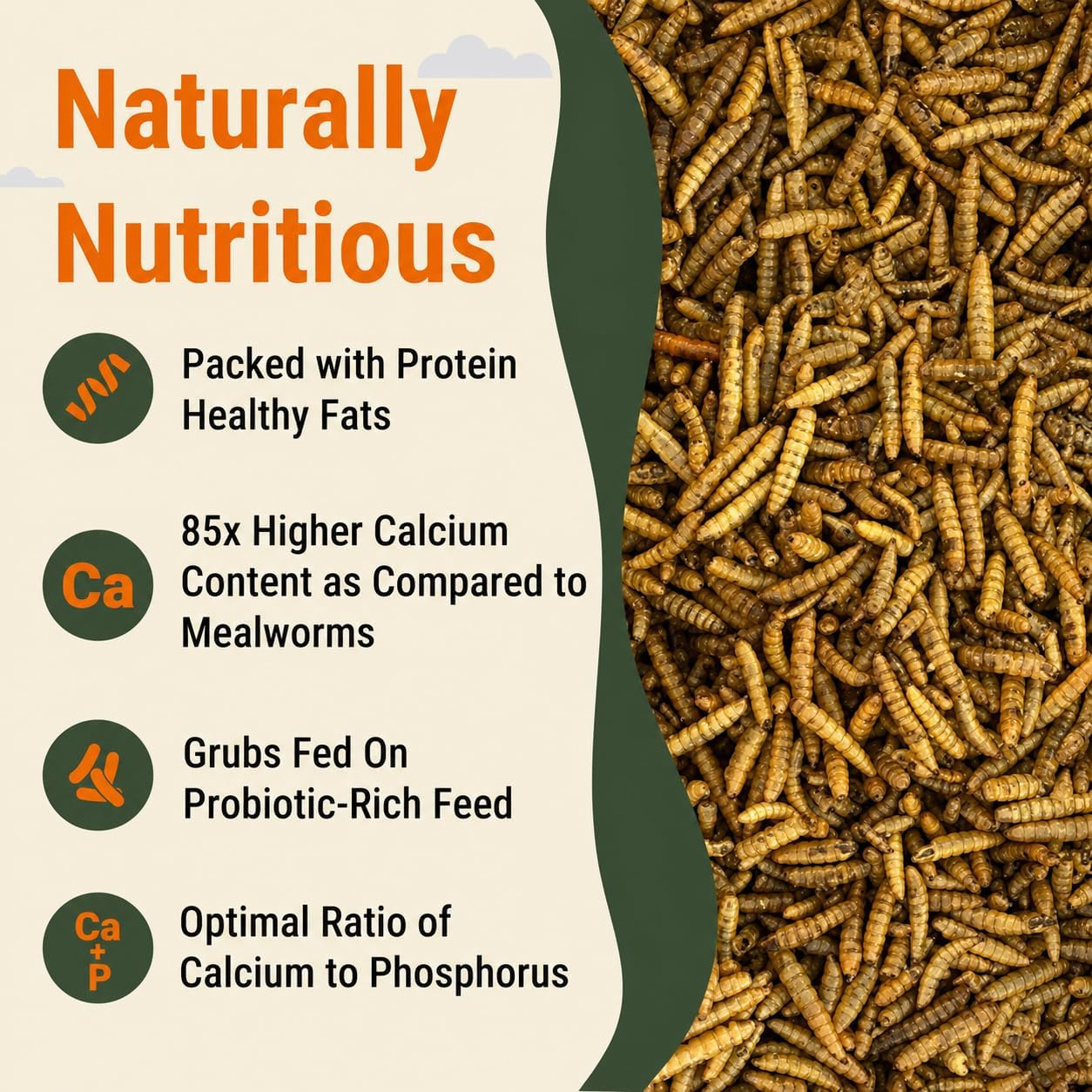 Healthy chicken eating natural calcium dense bird treats