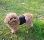 Vecomfy reusable puppy diapers small size showing the double stitched adjustable closures