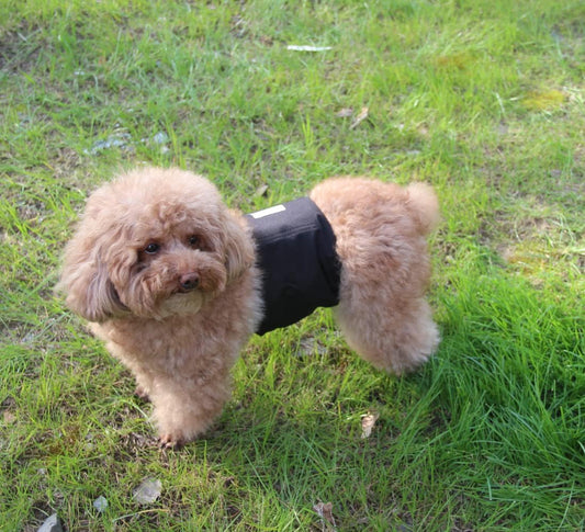 Vecomfy reusable puppy diapers small size showing the double stitched adjustable closures