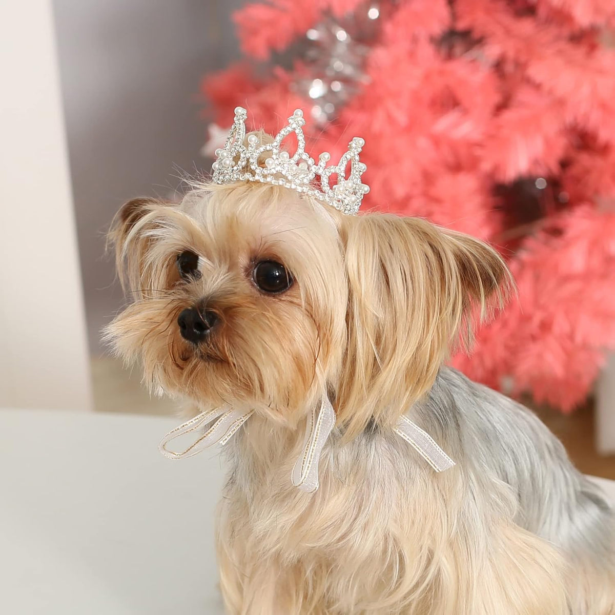 Side view of silver plated full round cat crown with adjustable ribbon ties