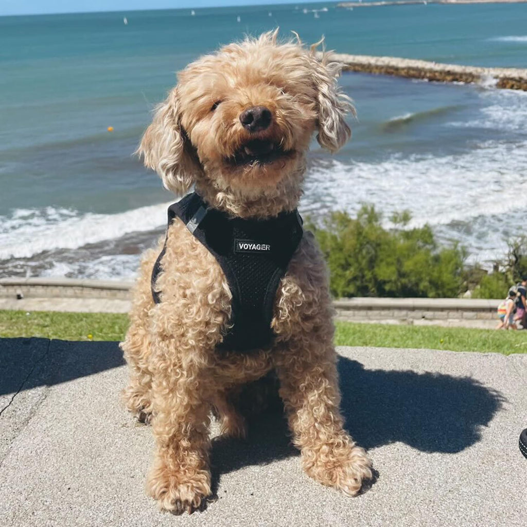 Double D-ring feature on Voyager dog harness