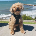 Double D-ring feature on Voyager dog harness