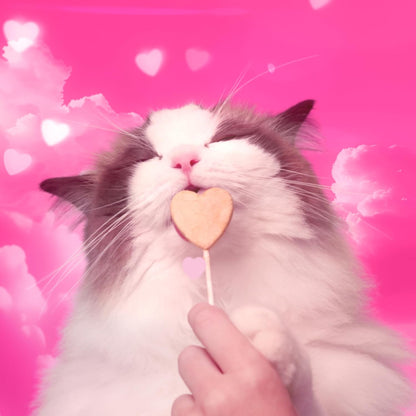 High protein freeze-dried chicken cat treats