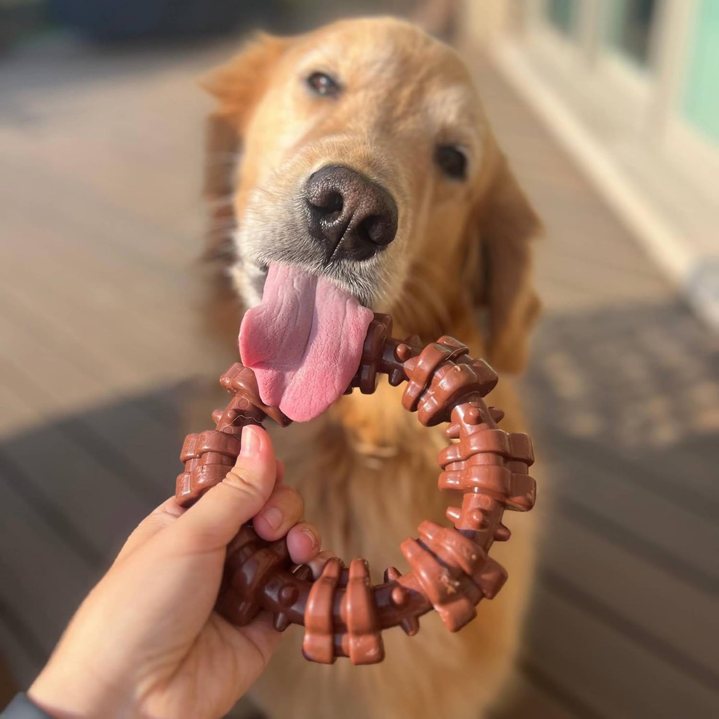 Large dog holding the durable flavor medley chew ring between paws.