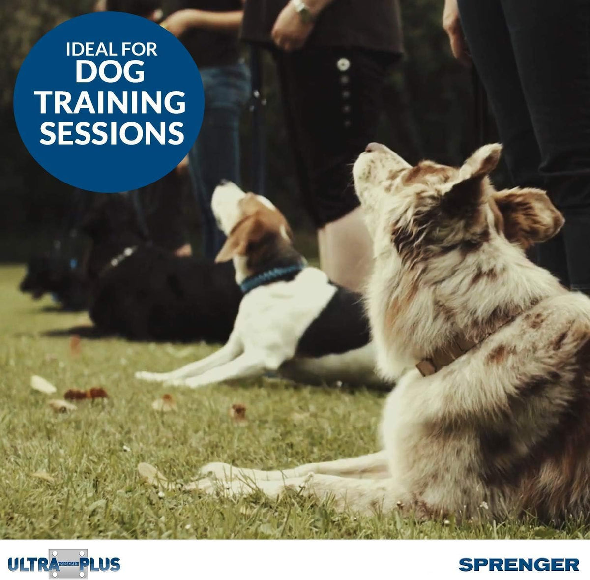 Herm Sprenger medium dog training collar center plate detail