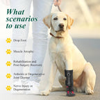 Side profile of Haggemi dog brace for arthritis support