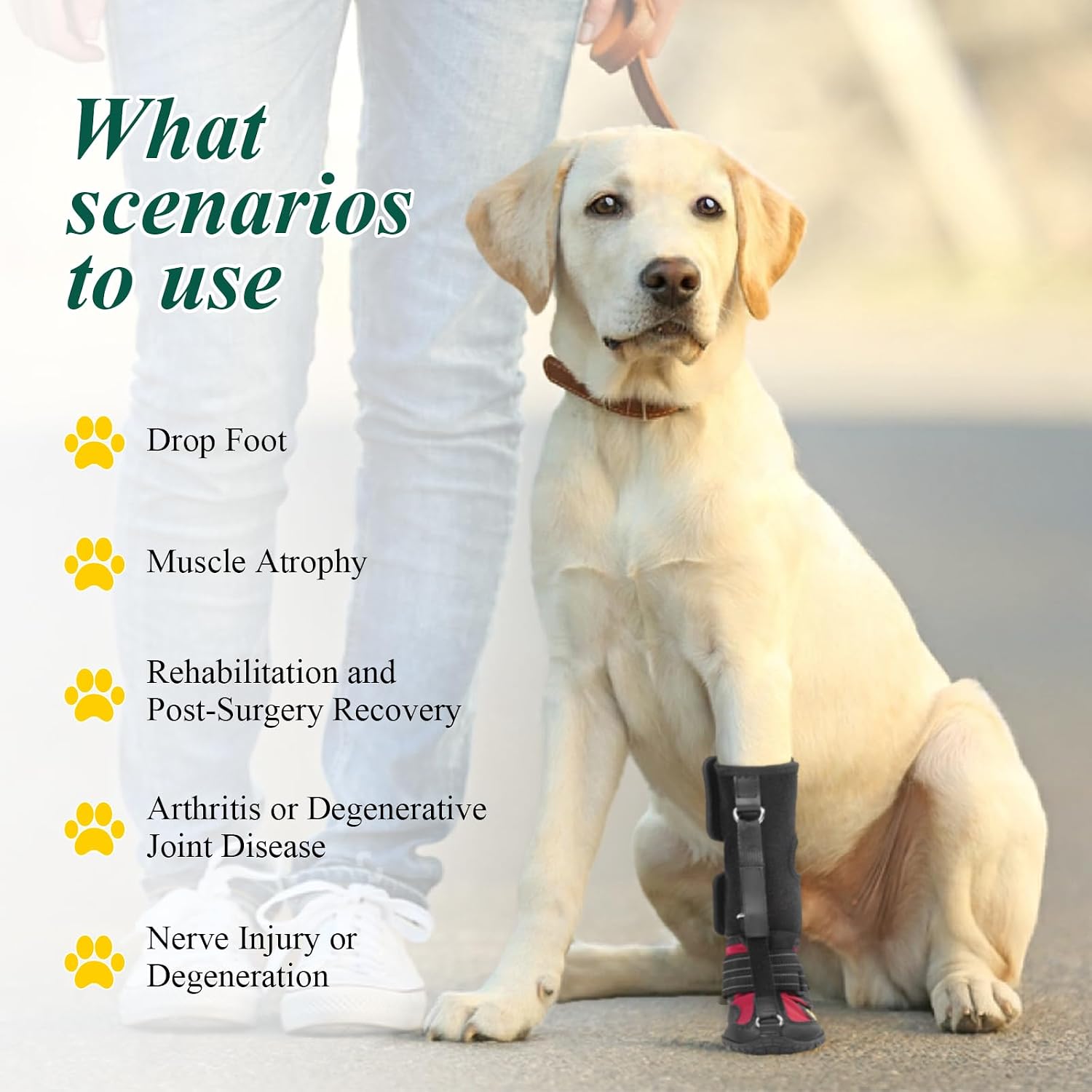 Side profile of Haggemi dog brace for arthritis support
