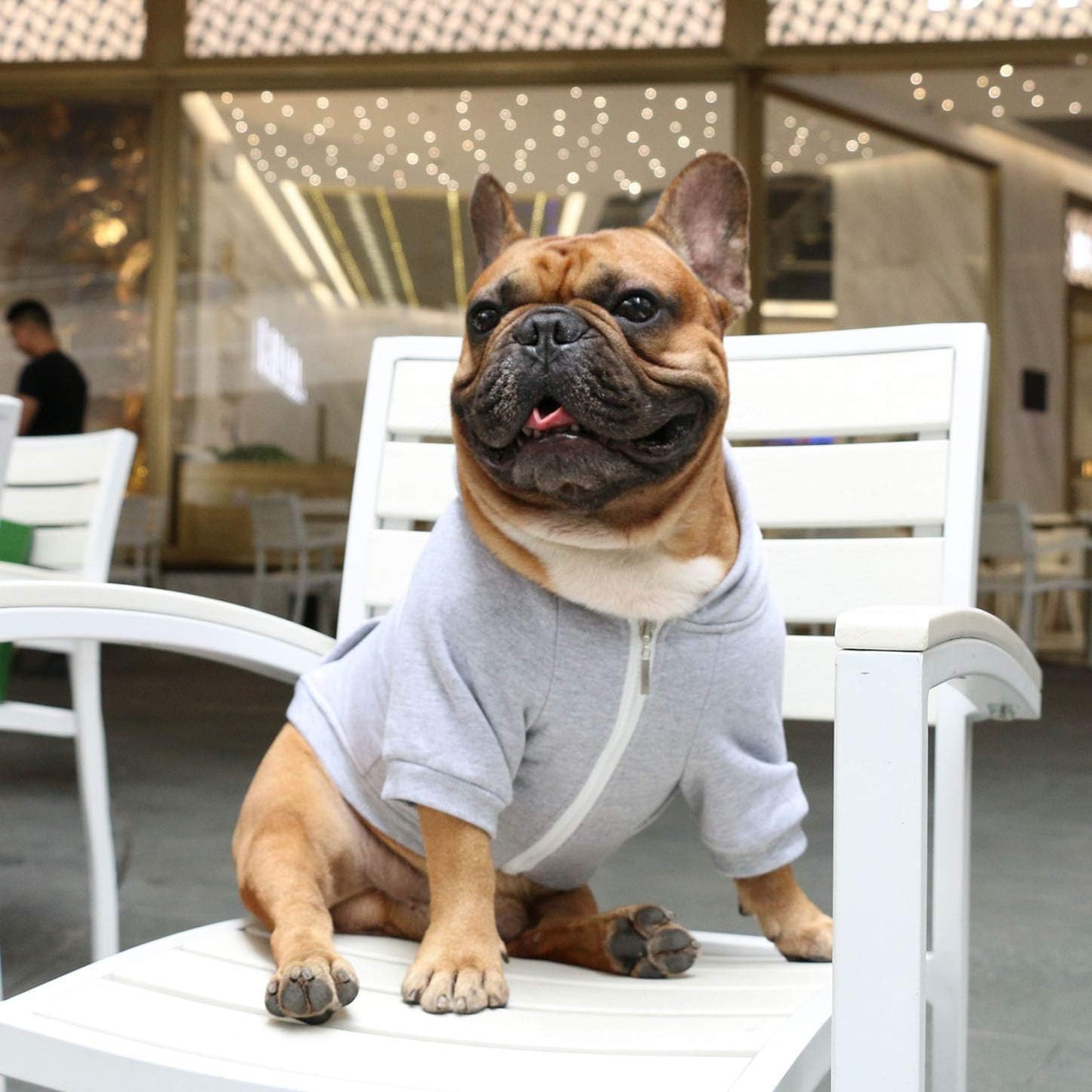 Authentic iChoue imported dog clothes showing protective inner zipper guard.