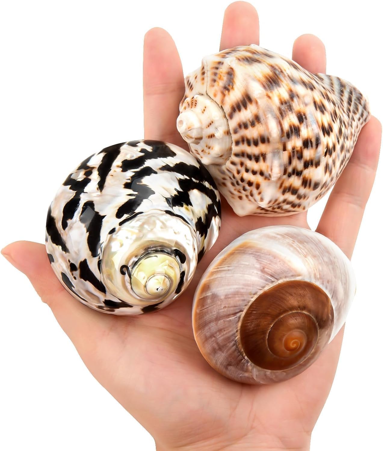 QICQDRAM Boutique natural hermit crab shells front view
