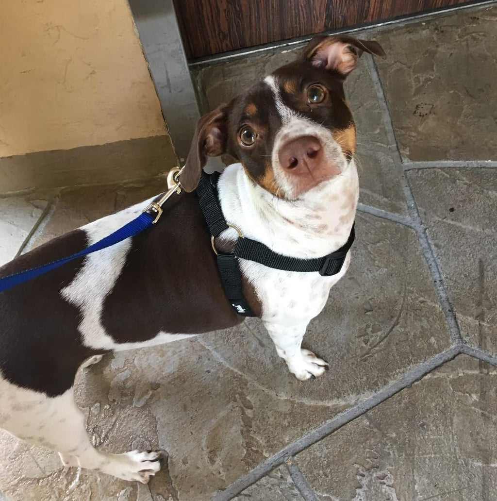 Adjustable nylon dog harness worn by medium breed